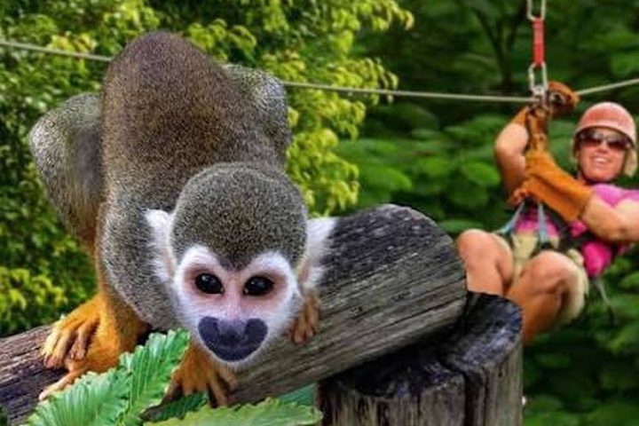 Monkeyland squirrel monkeys
